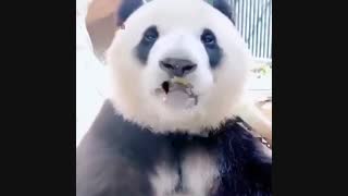 گوجه سبز پانداها