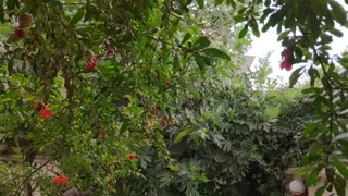 باران در شیراز 99.03.05