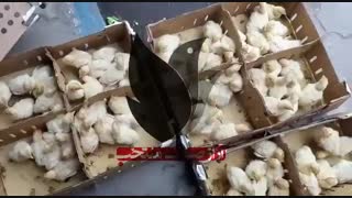 فروش بوقلمون گوشتی 09129597807