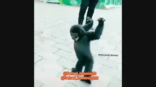 میمون الزایمری (طنز خنده دار)