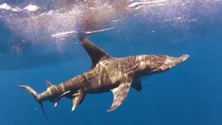کوسه سرچکشی بزرگ (Great hammerhead)