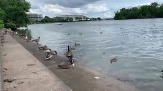پیاده روی و عکاسی از زیبایی های Georgetown