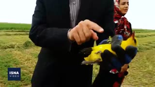 رهاسازی «پری شاهرخ» در آسمان اصفهان