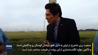 آزاد سازی پرنده نادر در آسمان اصفهان