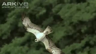 پرواز مرگ  آبزیان