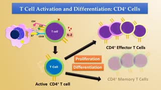 انیمیشن تمایز  TH ها