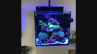 آکواریوم های آب شور تپه مرجانی نانو :