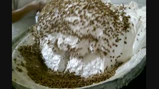 مراحل تولید گز اصفهان | فروشگاه اینترنتی گز اصفهان