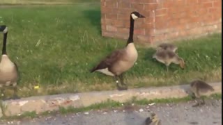 غازهای وحشی کانادا 2