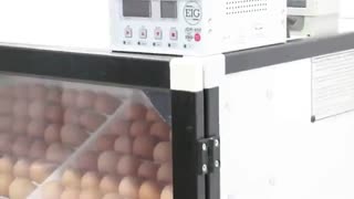 دستگاه جوجه کشی ۲۵۲ تایی