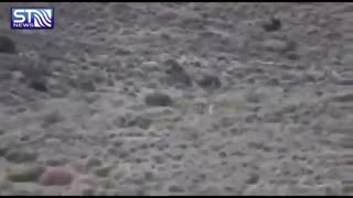 زنده شدن امید ها با دیده شدن 5 قلاده یوزپلنگ ایرانی