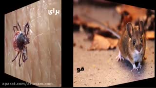 از بین بردن موش با سم طعمه  تضمینی و خارجی