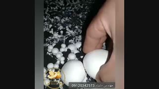 آموزش راه اندازی سالن پرورش قارچ مهندس دلشاد 09120342573