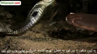 مارها چه خطراتی برای انسان ها بوجود می آورند؟