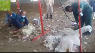 پشم چینی صنعتی گوسفندان در کشت و صنعت جوین(سبزوار)/اخبار مرکز اصلاح نژاد، بهداشت و خدمات دامپزشکی دکتر گلابگیران