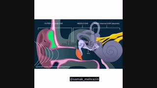 ساختار گوش