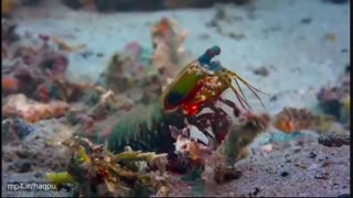 صخره دلفین - Dolphin Reef 2020