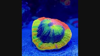 تغذیه و غذا دهی به مرجان های زیبای دریایی: