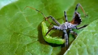 پارازیته کردن آفات کشاورزی توسط حشرات