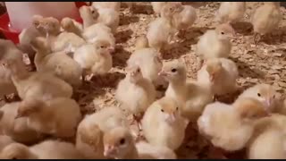 بوقلمون یکروزه