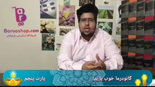 آنچه باید درباره قارچ گانودرما بدانیم 5