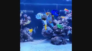 تغذیه و غذا دهی به ماهی های آکواریوم تپه مرجانی: