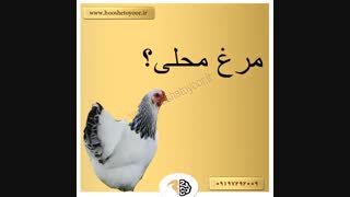 بهترین نژاد مرغ بومی