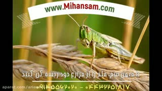 ملخ ها چگونه حشراتی هستند؟