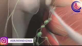 آناتومی پستان زنان
