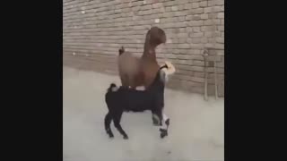 کی بوده اینجه گنده آمده ( صداگذاری )