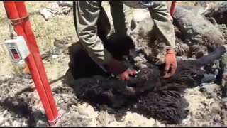 پشم چینی صنعتی گوسفندان در دشت لار(دماوند)/اخبار مرکز اصلاح نژاد، بهداشت و خدمات دامپزشکی دکتر گلابگیران