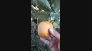 نهالستان و گلخانه فروزانی (نهال خرمالو سیبی)