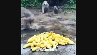بارالها موز خخخخخخخ حملههههه