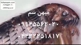 کک ها، ناقلان بیماری های خطرناک | سم تخصصی برای دفع کک