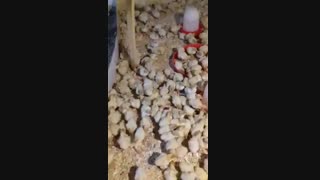 بوقلمون بیوتی