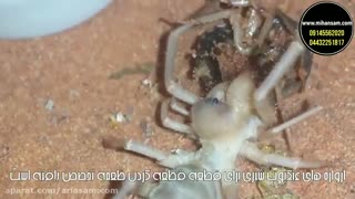 ریشه کن کردن انواع گونه های عنکبوت - سم عنکبوت کش