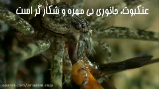 لحظه دیدنی شکار توسط عنکبوت | سم قوی برای دفع عنکبوت