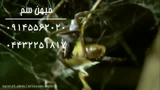 آیا تمام عنکبوت ها سمی هستند؟ | سم قوی برای دفع انواع عنکبوت