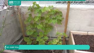 آموزش عایق بندی گلخانه برای فصل زمستان