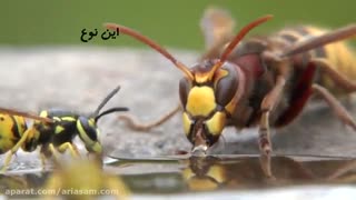 آنچه که در مورد زنبورها نمی دانید | سم زنبور کش تضمینی