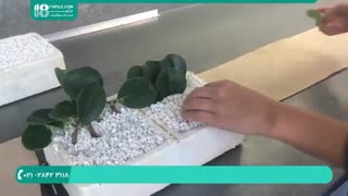 آموزش صحیح قلمه زدن گل و گیاه خانگی