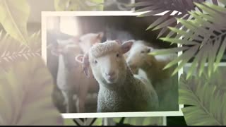 پروژه اماده افترافکت اسلایدشو جنگل گرمسیر Tropical Slideshow