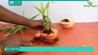 نکات مراقبت و نگهداری از گیاه بامبو