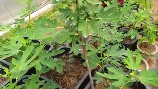 روش جدید ریشه دار کردن و کاشت قلمه انجیر