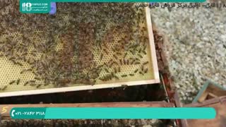آموزش زنبورداری به صورت حرفه ای