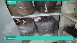 نحوه ی تولید قارچ دکمه ای با روشی ساده