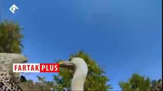 وقتی سلطان جنگل هم حریف یک مشت لاشخور نمی‌شود