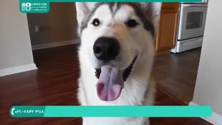 کلیدی ترین نکات برای تربیت سگ هاسکی