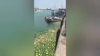 غرق شدن لنج پر از هندوانه در بندرلنگه