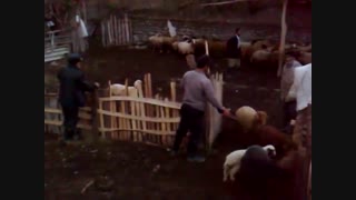 خرید گوسفند زنده در تهران با قیمت گوسفنده روز 09195809043